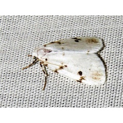 /filer/webapps/moths/media/images/M/marshalli_Cyana_A_Braun.jpg
