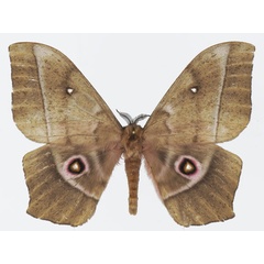 /filer/webapps/moths/media/images/E/ertli_Imbrasia_AM_Basquina.jpg