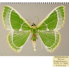 /filer/webapps/moths/media/images/L/leucochloraria_Comibaena_AM_ZSM.jpg