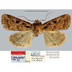/filer/webapps/moths/media/images/M/marmorata_Euxootera_HT_MNHN.jpg