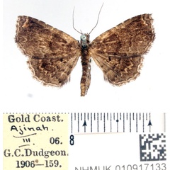 /filer/webapps/moths/media/images/P/pusilla_Zethesides_AF_BMNH.jpg