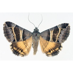 /filer/webapps/moths/media/images/E/euclidioides_Grammodes_AM_TMSA_01.jpg