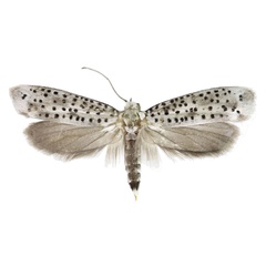 /filer/webapps/moths/media/images/O/oromiensis_Yponomeuta_PT_Agassiz.jpg