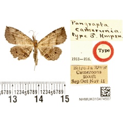 /filer/webapps/moths/media/images/C/camerunia_Pangrapta_HT_BMNH.jpg