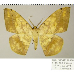/filer/webapps/moths/media/images/M/maculosata_Epigynopteryx_AM_ZSM.jpg