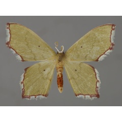 /filer/webapps/moths/media/images/M/minutaria_Gonochlora_A_ZSM_01.jpg