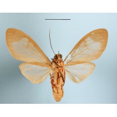 /filer/webapps/moths/media/images/A/affinis_Amerila_A_MGCLb_02.JPG