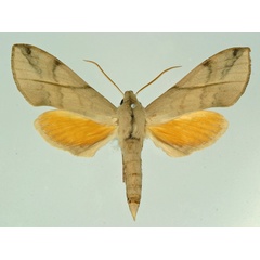 /filer/webapps/moths/media/images/D/delicatus_Malgassoclanis_AM_Basquin.jpg