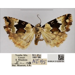 /filer/webapps/moths/media/images/A/atridiscata_Toana_AM_NHMUK.jpg