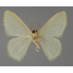 /filer/webapps/moths/media/images/A/albistrigulata_Chlorissa_A_ZSM_02.jpg