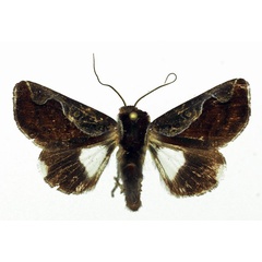 /filer/webapps/moths/media/images/V/vinosa_Plusiophaes_AM_Basquin.jpg