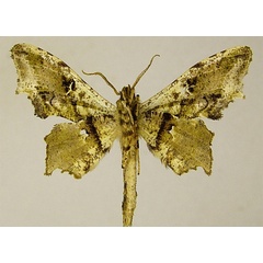 /filer/webapps/moths/media/images/G/gracilis_Dioptrochasma_HT_ZSMb.jpg