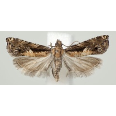 /filer/webapps/moths/media/images/L/laikipiana_Coniostola_AM_NHMO.jpg