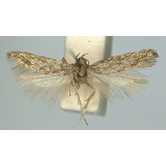 /filer/webapps/moths/media/images/N/natalensis_Scrobipalpa_HT_TMSA.jpg