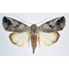 /filer/webapps/moths/media/images/T/tarachoides_Bryophilopsis_AF_NHMO.jpg