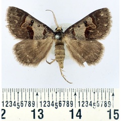 /filer/webapps/moths/media/images/C/caelata_Cerocala_AM_BMNH.jpg