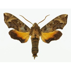 /filer/webapps/moths/media/images/L/lasti_Temnoripais_AM_Basquin.jpg