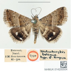 /filer/webapps/moths/media/images/B/bolinia_Metachrostis_HT_BMNH.jpg
