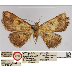 /filer/webapps/moths/media/images/L/limbobrunnea_Cerynea_PTF_NHMUK_01.jpg