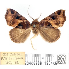 /filer/webapps/moths/media/images/T/talusina_Marcipa_AM_BMNH_01.jpg