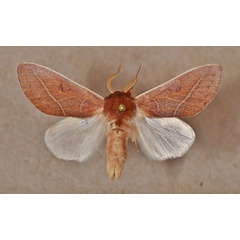 /filer/webapps/moths/media/images/A/albicostata_Quista_A_Butler.jpg