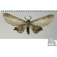 /filer/webapps/moths/media/images/R/ramecourti_Sesquialtera_AM_ZSM.jpg