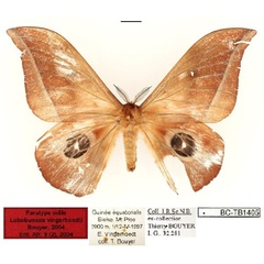 /filer/webapps/moths/media/images/V/vingerhoedti_Lobobunaea_PT_RBINSa.jpg