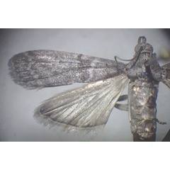 /filer/webapps/moths/media/images/C/ceratoniae_Ectomyelois_AF_Bippus.jpg
