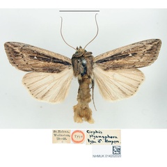 /filer/webapps/moths/media/images/P/ptyonophora_Cirphis_STM_BMNH_01.jpg