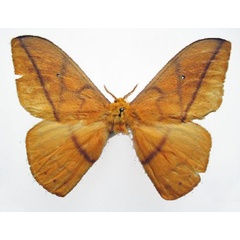 /filer/webapps/moths/media/images/B/basquini_Maltagorea_HT_MNHN.jpg