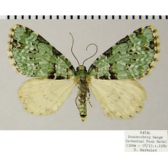 /filer/webapps/moths/media/images/B/bryophilaria_Piercia_AF_ZSMa.jpg