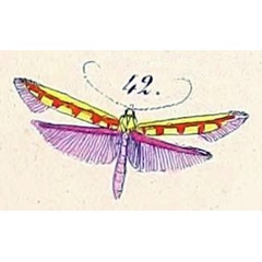 /filer/webapps/moths/media/images/M/miniella_Stathmopoda_HT_Felder_1875_140-42.jpg