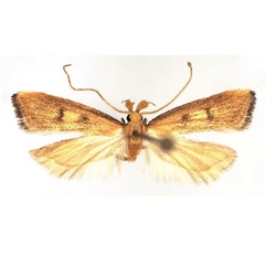 /filer/webapps/moths/media/images/M/malmoius_Corymbus_HT_NHMO.jpg