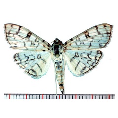 /filer/webapps/moths/media/images/D/derogata_Haritalodes_AM_SMNH.jpg