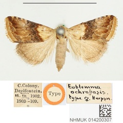 /filer/webapps/moths/media/images/O/ochrobasis_Eublemma_HT_BMNH.jpg