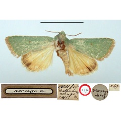 /filer/webapps/moths/media/images/A/aerugo_Adisura_HT_BMNH.jpg