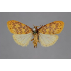 /filer/webapps/moths/media/images/D/discocellularis_Afrasura_A_BMNH.jpg