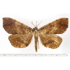 /filer/webapps/moths/media/images/E/ereboides_Deinypena_AM_BMNH.jpg