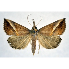 /filer/webapps/moths/media/images/T/tinctalis_Zekelita_A_NHMO.jpg
