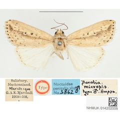 /filer/webapps/moths/media/images/M/micropis_Borolia_HT_BMNH.jpg