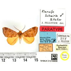 /filer/webapps/moths/media/images/L/lutearia_Marcipa_PTM_BMNH_01.jpg