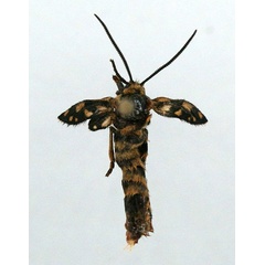 /filer/webapps/moths/media/images/A/amazoula_Epitoxis_AF_BMNH_02.jpg