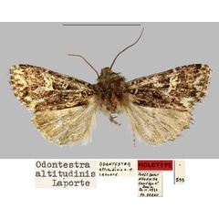 /filer/webapps/moths/media/images/A/altitudinis_Odontestra_HT_MNHN.jpg