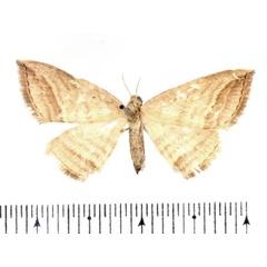 /filer/webapps/moths/media/images/O/ochrota_Loxioda_AF_BMNH_02.jpg