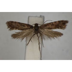 /filer/webapps/moths/media/images/N/nephelota_Acrolepia_HT_BMNH.jpg