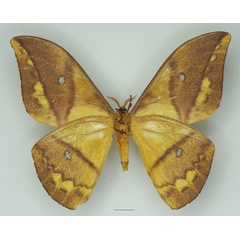 /filer/webapps/moths/media/images/D/discrepans_Pseudantheraea_AM_Basquin_01b.jpg