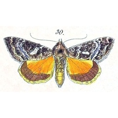 /filer/webapps/moths/media/images/E/exquisita_Plusia_HT_Felder_1874_110-30.jpg