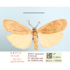 /filer/webapps/moths/media/images/M/makomensis_Archithosia_AM_MGCL_03.JPG