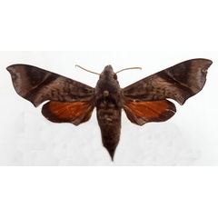 /filer/webapps/moths/media/images/N/nitida_Temnora_AF_Turlin.jpg