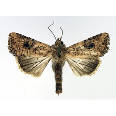 /filer/webapps/moths/media/images/L/languida_Mythimna_AF_Aulombard.jpg
